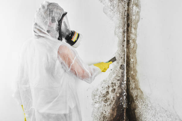 Best Basement Mold Remediation in Windsor, MO
